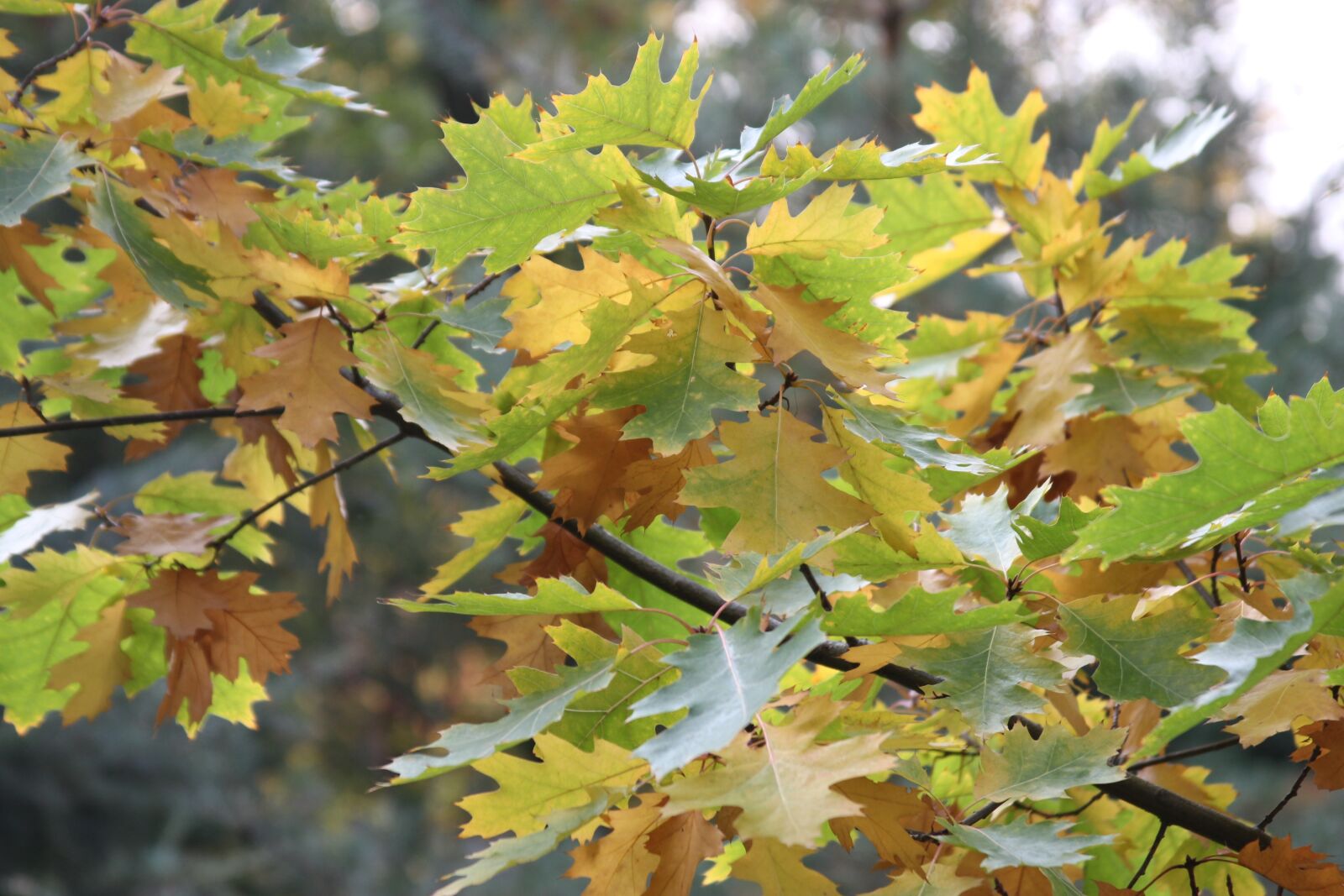 Canon EOS 550D (EOS Rebel T2i / EOS Kiss X4) sample photo. Leaf, autumn, nature photography