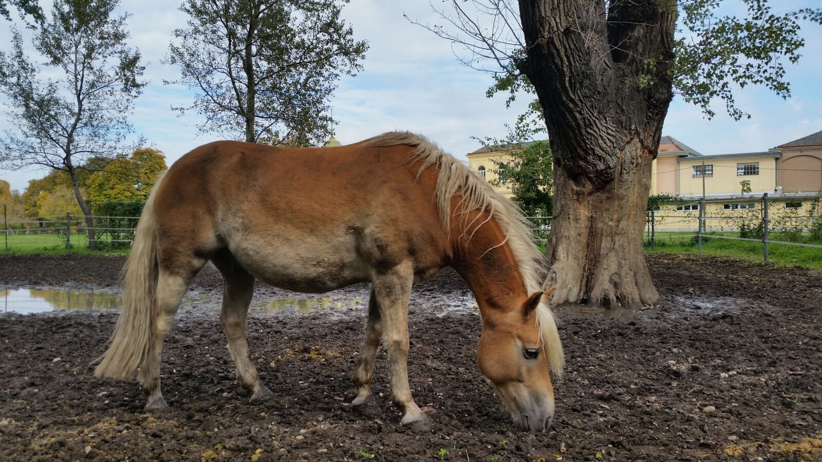Samsung Galaxy S5 sample photo. Horses, animals, fiaker photography