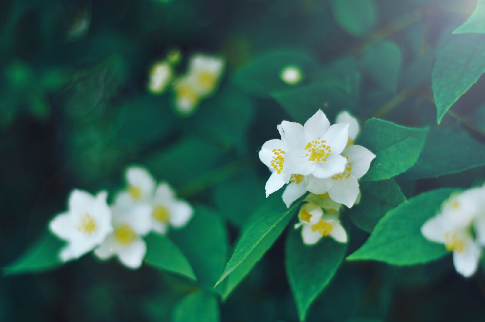 Nikon D90 sample photo. Flower, spring, summer photography