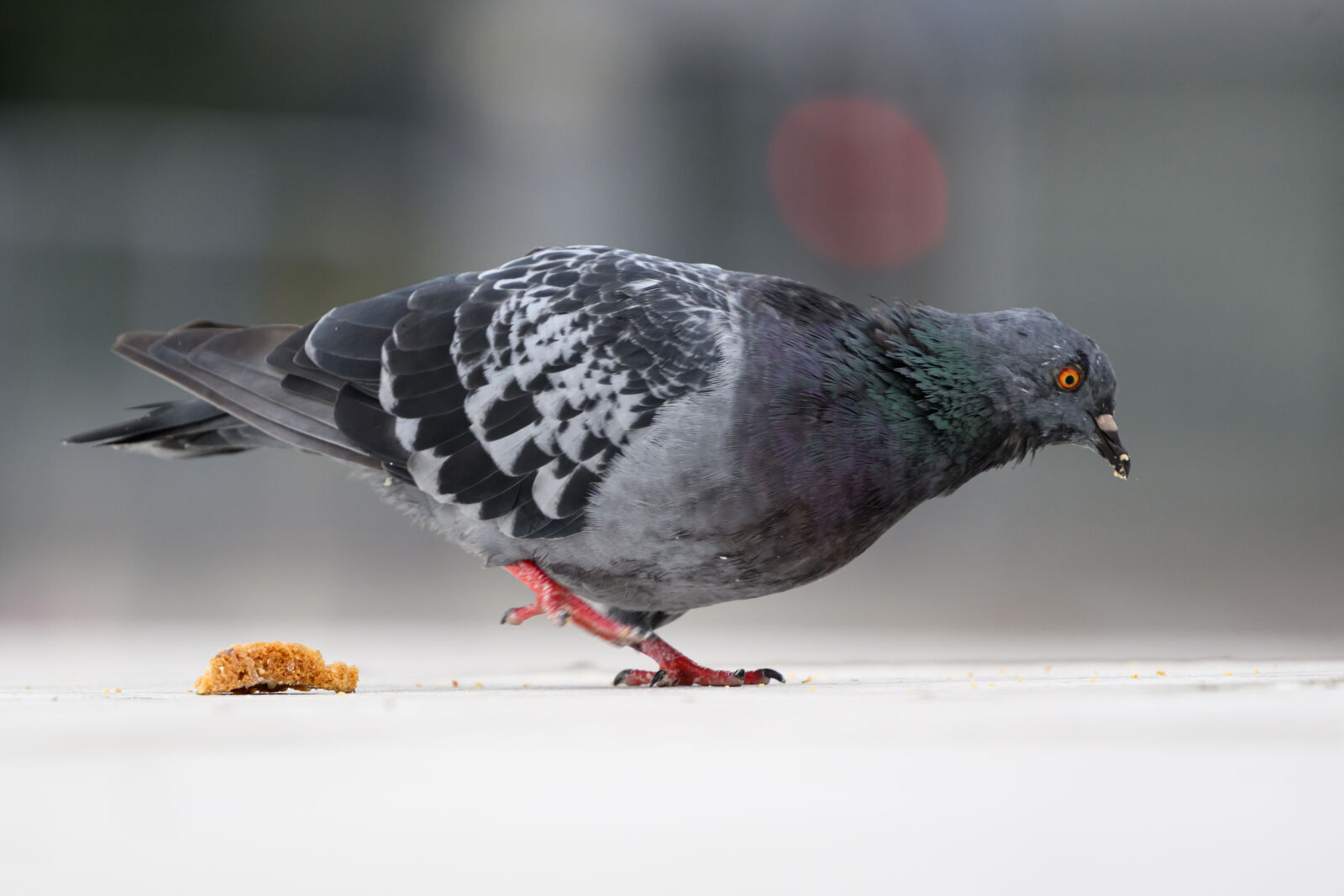 Nikon Z8 sample photo. Pigeon ground photography