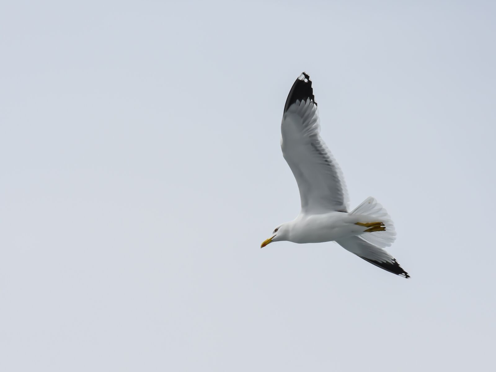 Nikon D7200 sample photo. Seagull, sea, bird photography