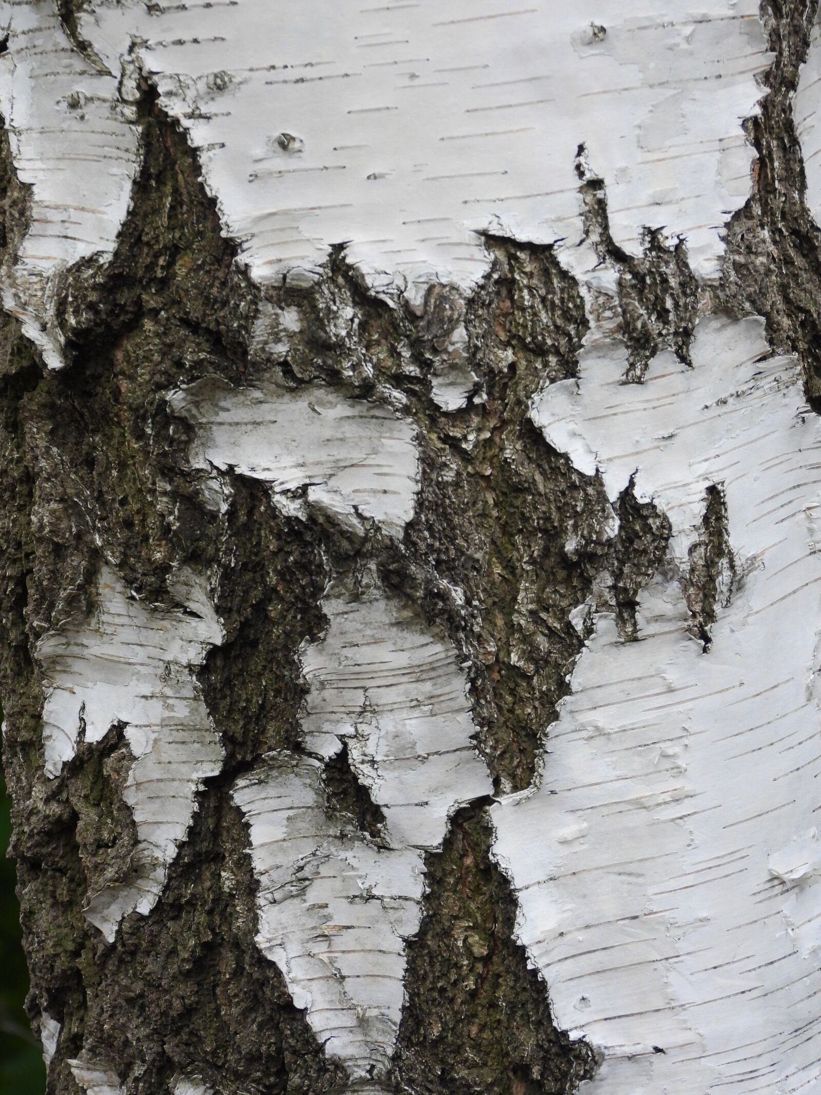 Nikon Coolpix P1000 sample photo. Birch, the bark, trunk photography