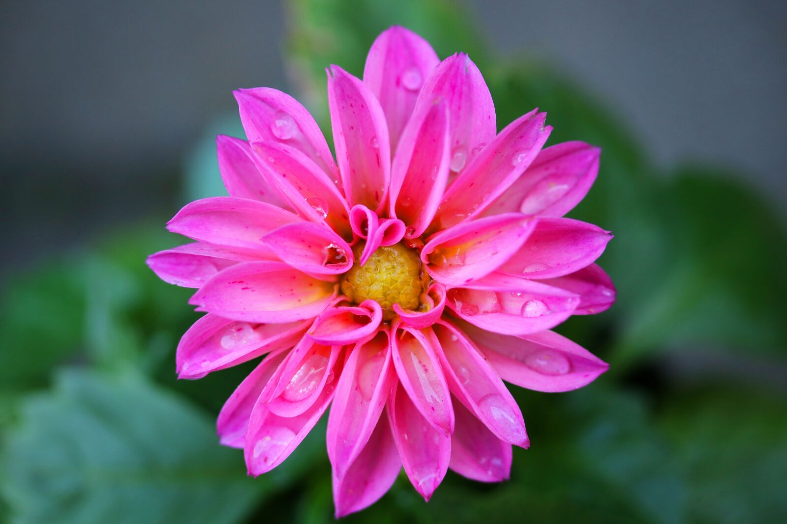 Canon EOS 750D (EOS Rebel T6i / EOS Kiss X8i) sample photo. Dahlia, garden, flower photography