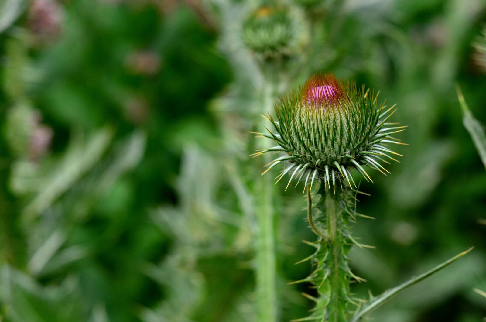 Nikon D5100 sample photo. Thorn, flower, green photography