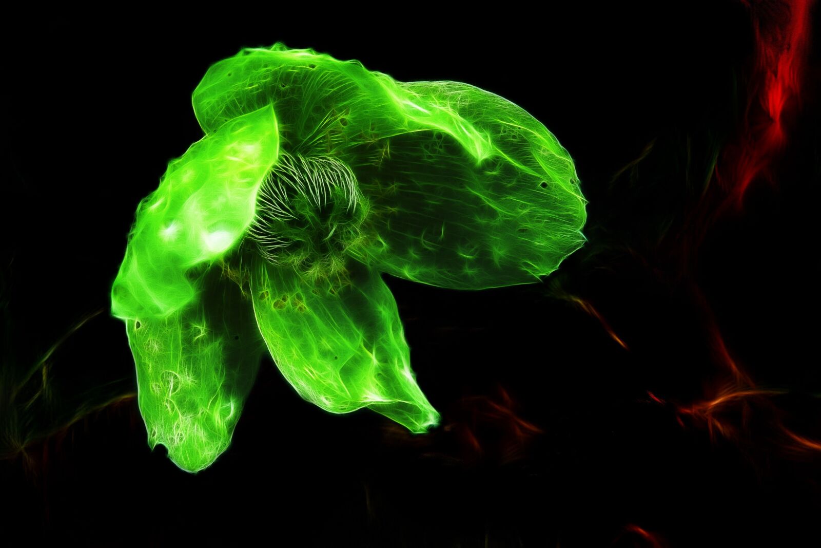 Sony SLT-A58 sample photo. Fractalius, alpine poppy, poppy photography