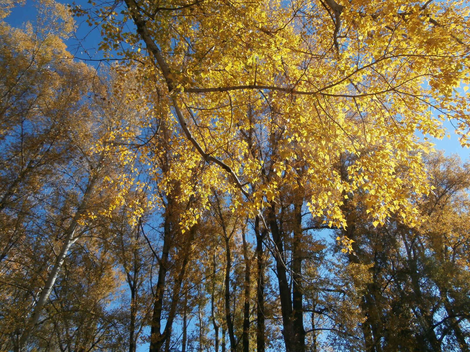 Olympus VR340,D750 sample photo. Autumn, trees, nature photography