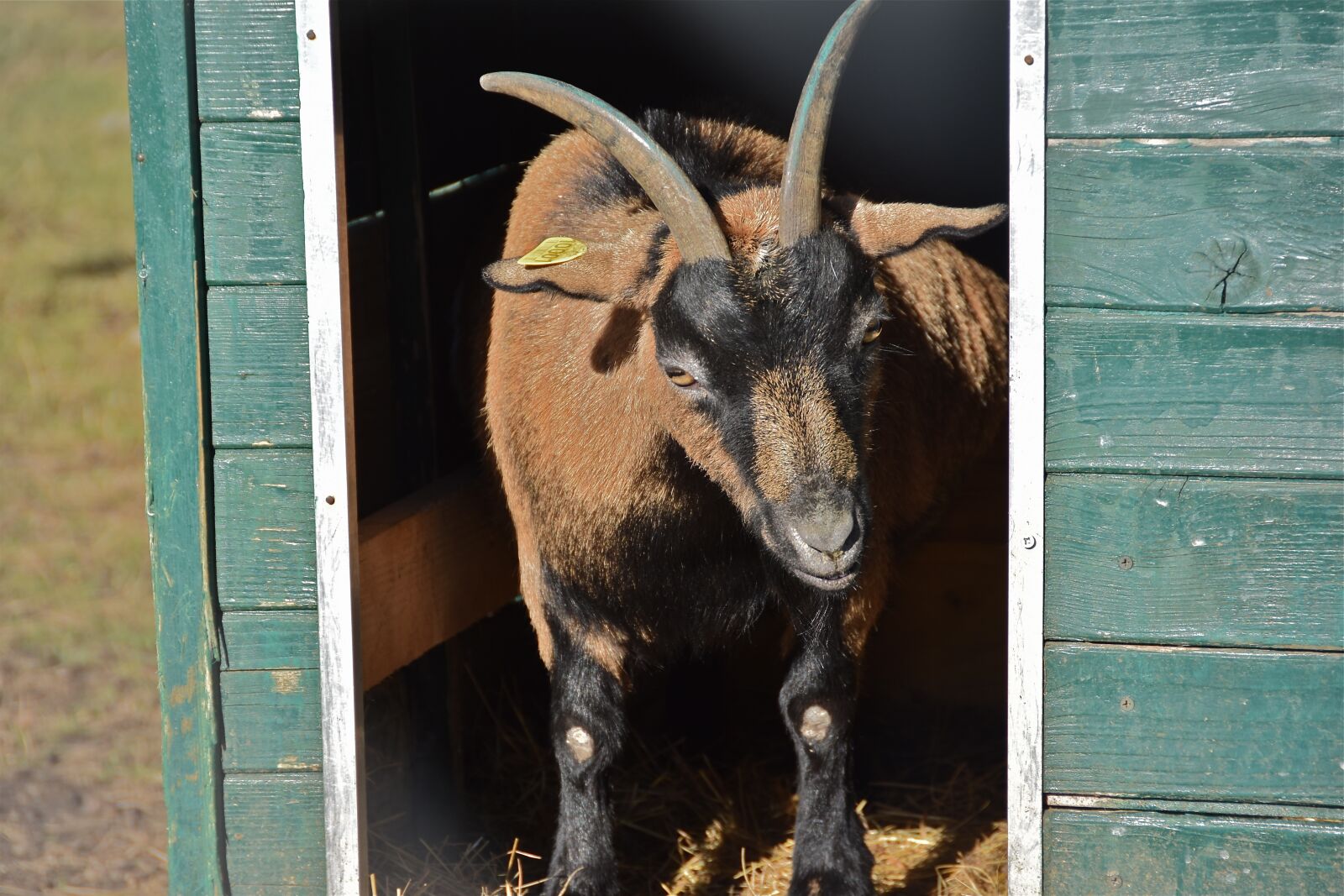 Nikon D5600 sample photo. Goat, cabin, horns photography
