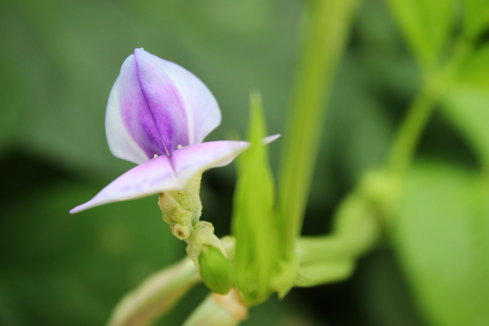 Canon EOS 600D (Rebel EOS T3i / EOS Kiss X5) sample photo. Plant, pods, flower photography