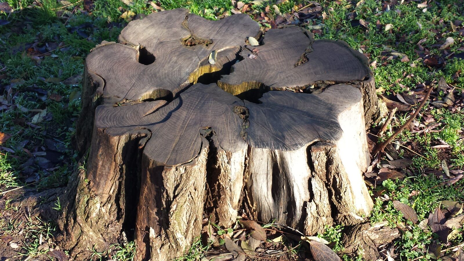 Samsung Galaxy S4 sample photo. Tree, wood, cut trunk photography