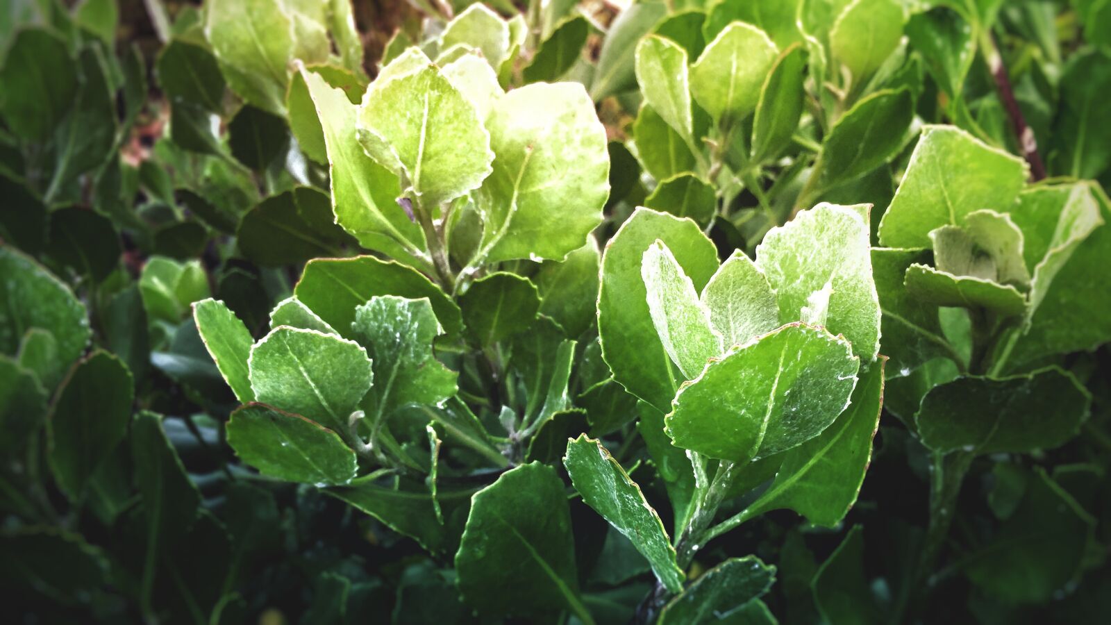 Apple iPhone 6 sample photo. Tick berry, indigenous, plant photography