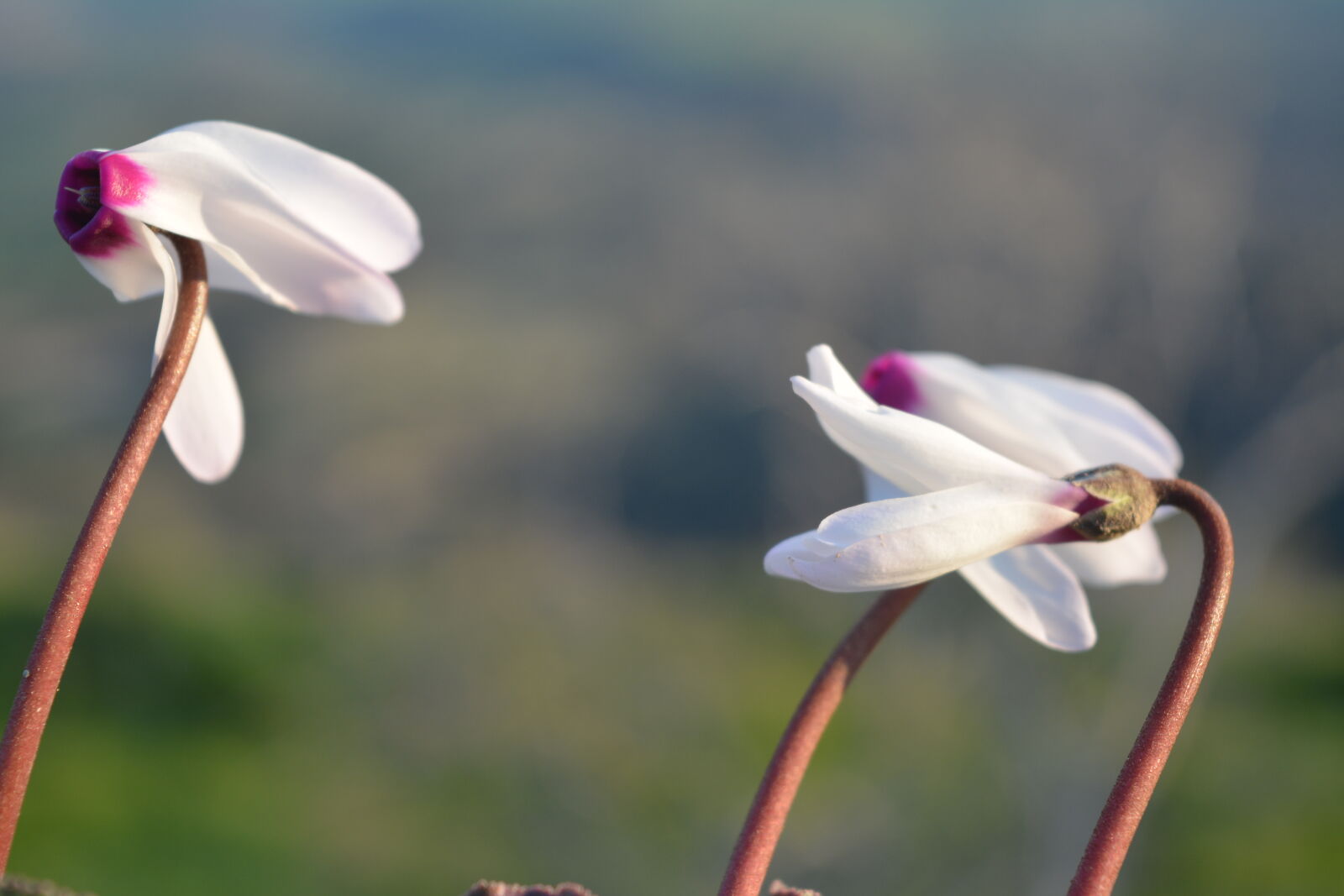 Nikon D5200 sample photo