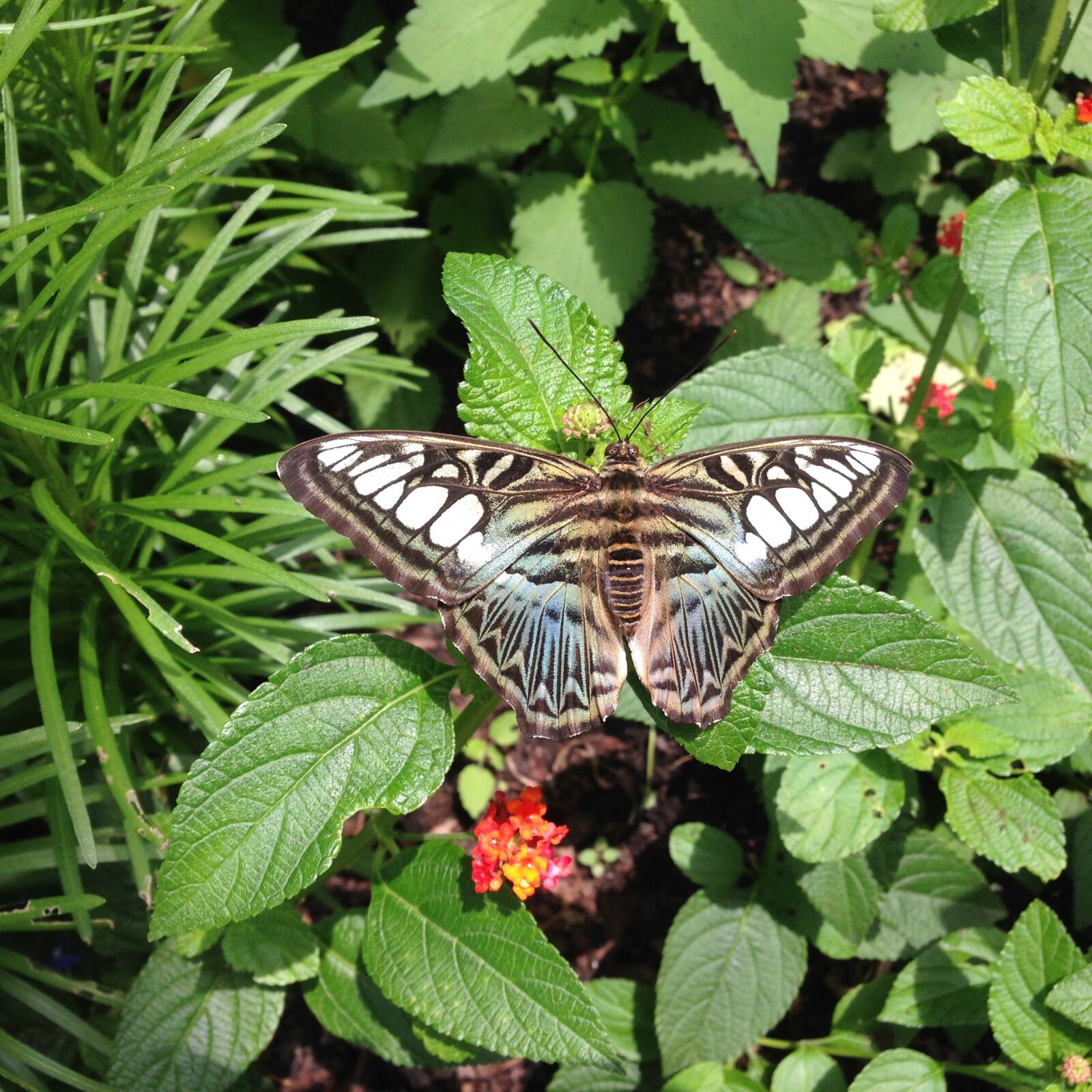 iPhone 5 back camera 4.12mm f/2.4 sample photo. Butterfly, flower, insect photography