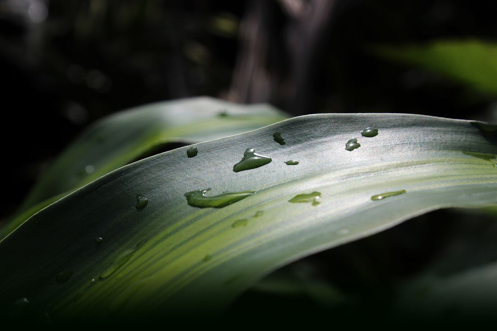 Canon EOS 600D (Rebel EOS T3i / EOS Kiss X5) sample photo. Green, macro, nature, plant photography