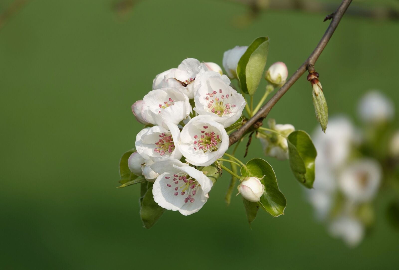 Sony Cyber-shot DSC-RX10 IV sample photo. Flowering twig, spring, bud photography