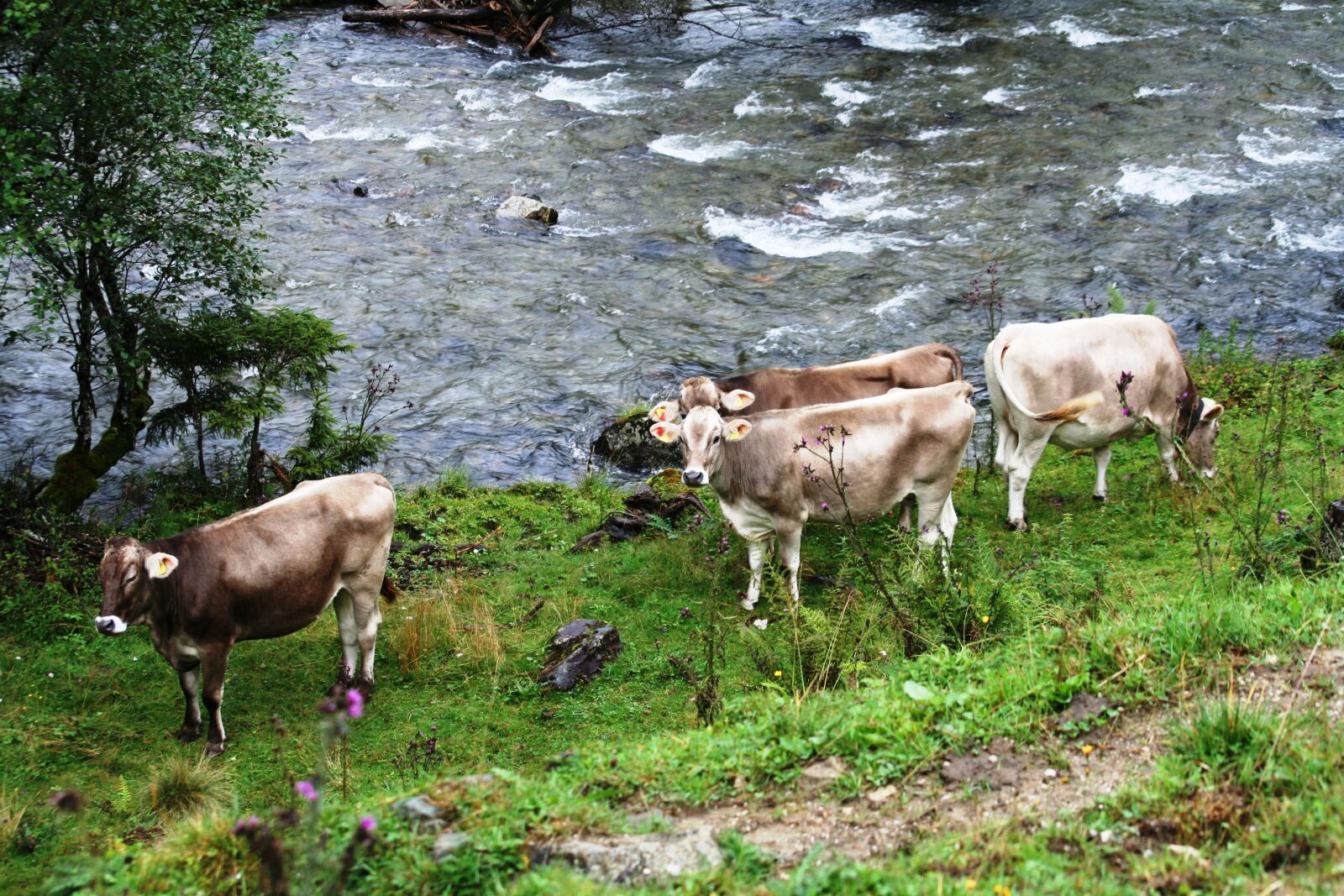 Canon EOS 350D (EOS Digital Rebel XT / EOS Kiss Digital N) sample photo. Cows, pasture, agriculture photography