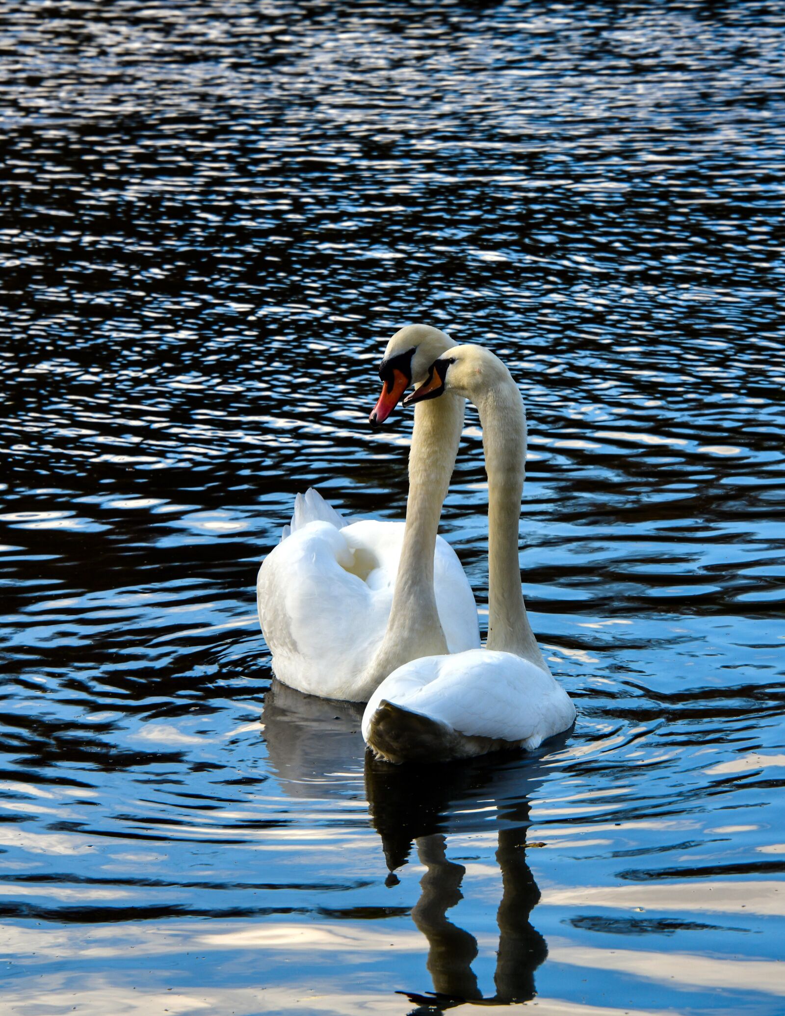Nikon D850 sample photo. Swans, lake, love photography