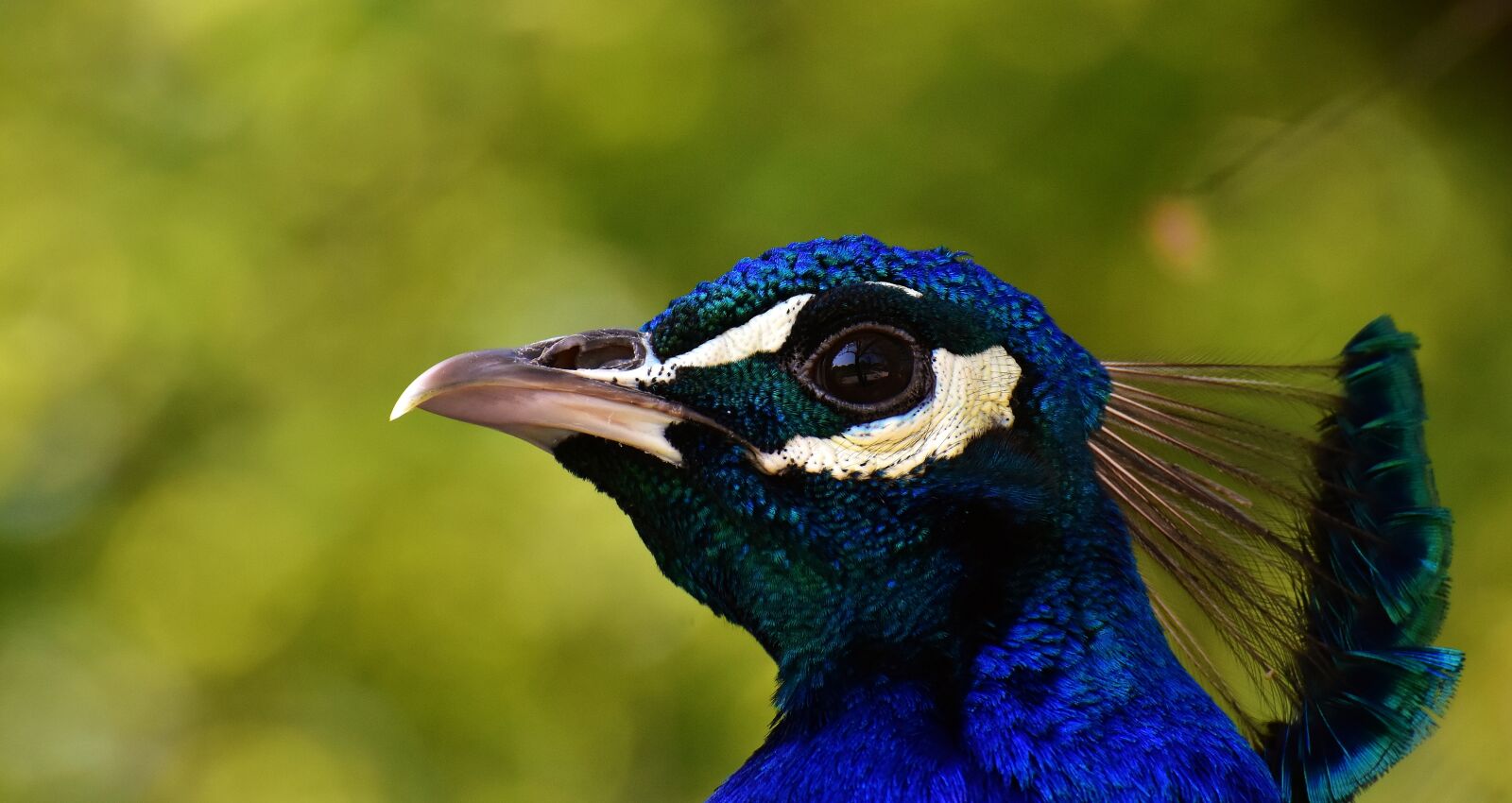 Nikon D7200 sample photo. Peacock, bird, poultry photography