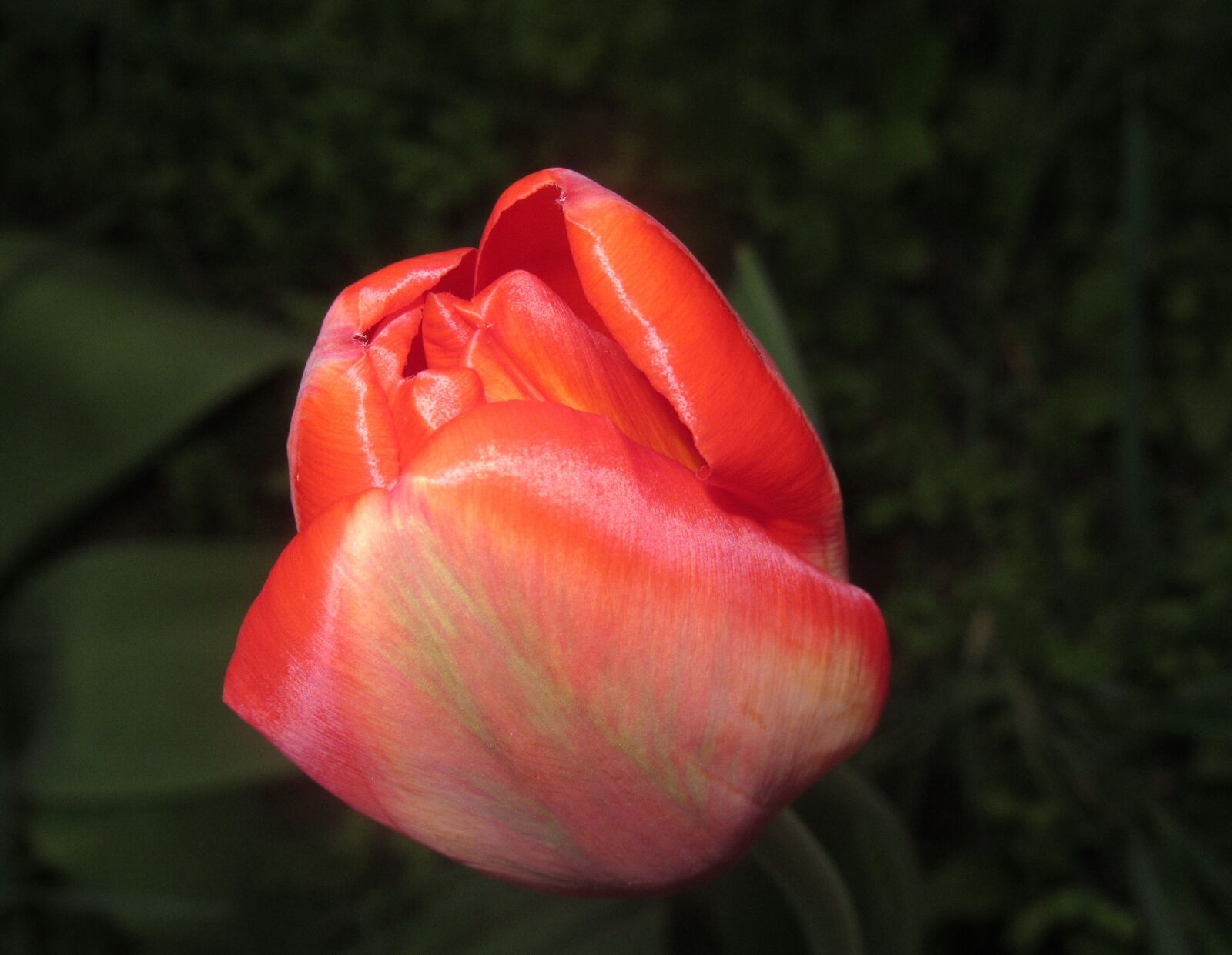 Canon PowerShot SX620 HS sample photo. Spring, flower photography