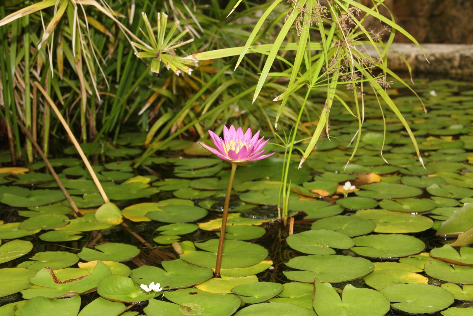 Canon EF-S 18-135mm F3.5-5.6 IS sample photo. Flower, nature, green photography