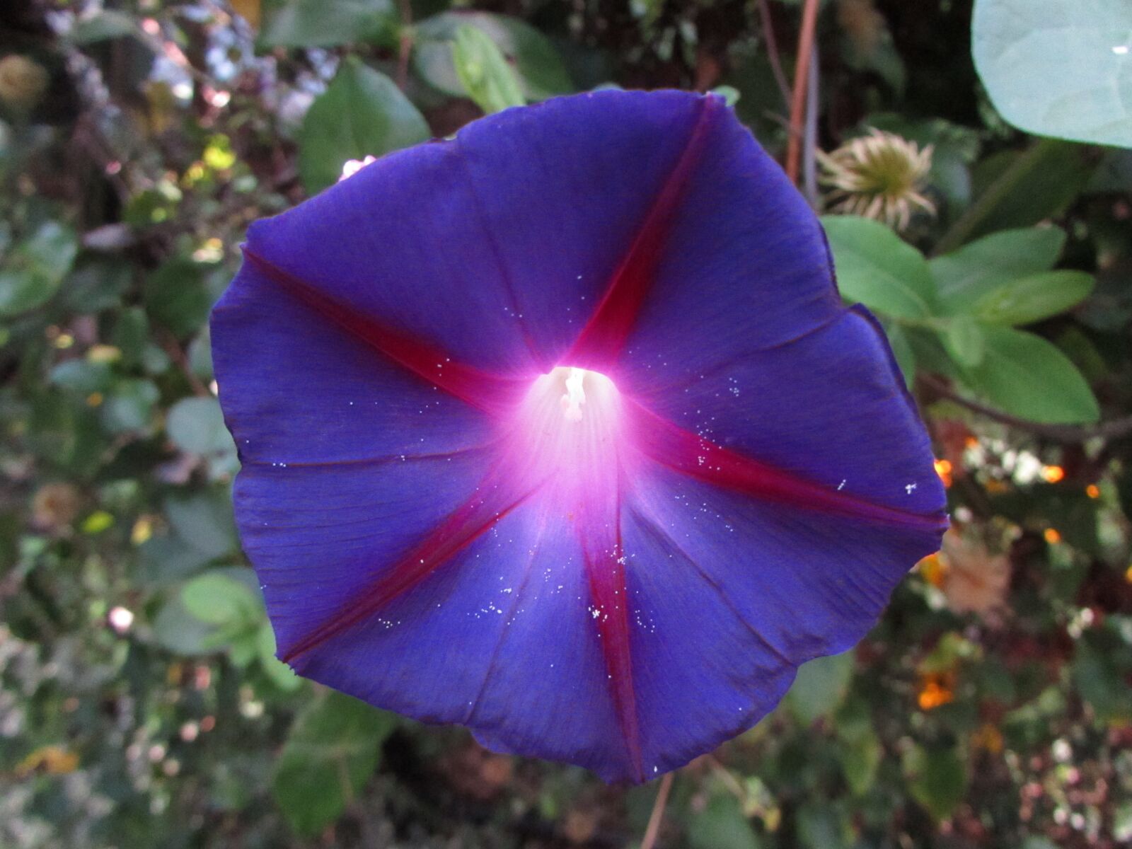 Ипомея фиолетовая. Ипомея утреннее сияние. Ипомея Утренняя Слава. Ipomoea violacea. Ипомея перли Гейтс.