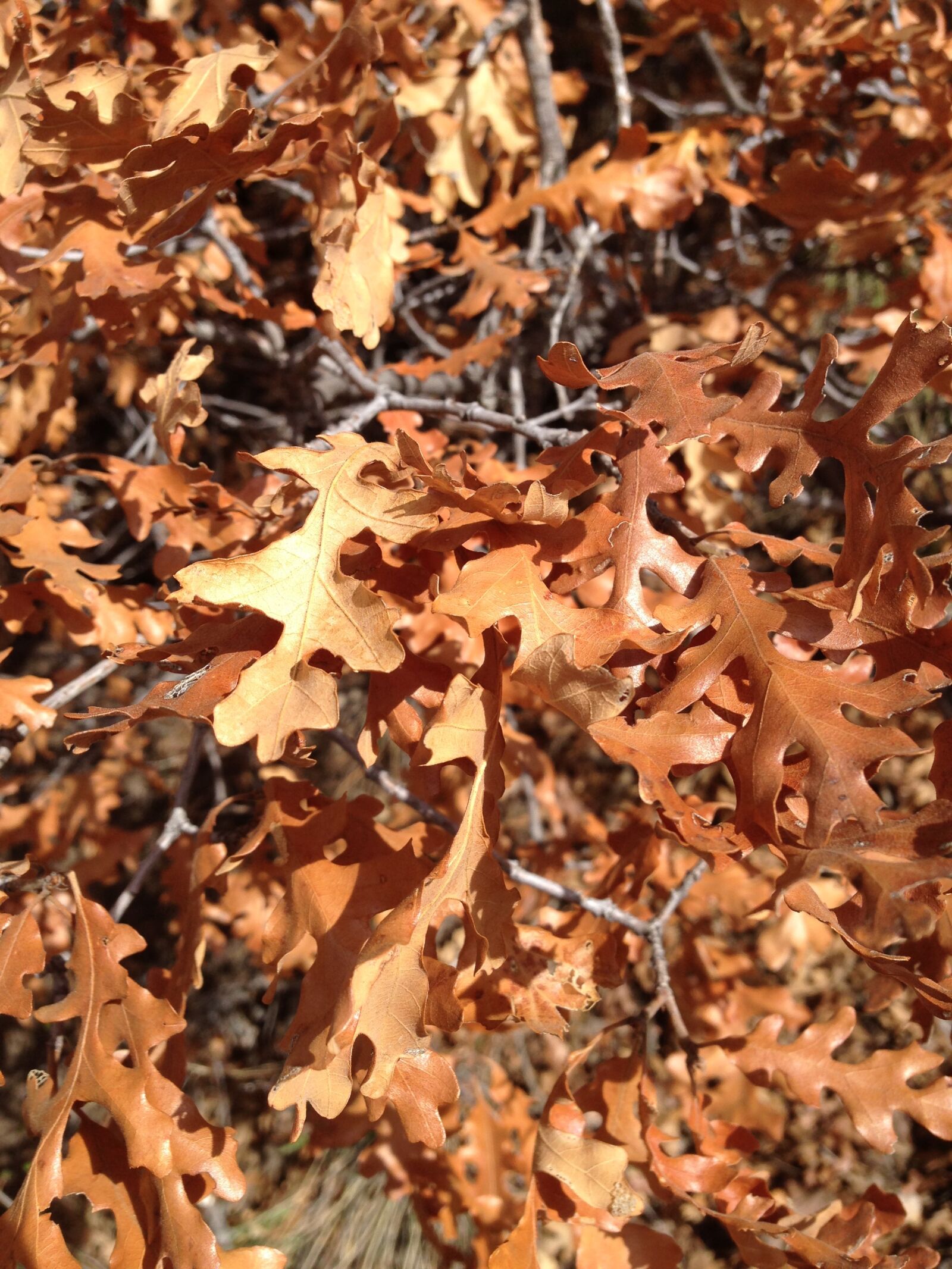 iPhone 5 back camera 4.12mm f/2.4 sample photo. Autumn, leaves, dry photography