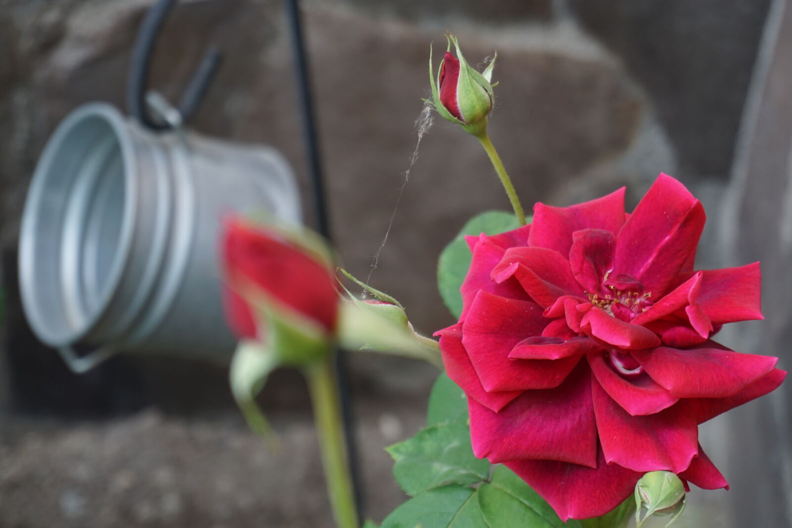 Sony a6000 + Sony E 16-50mm F3.5-5.6 PZ OSS sample photo. Red, roses photography