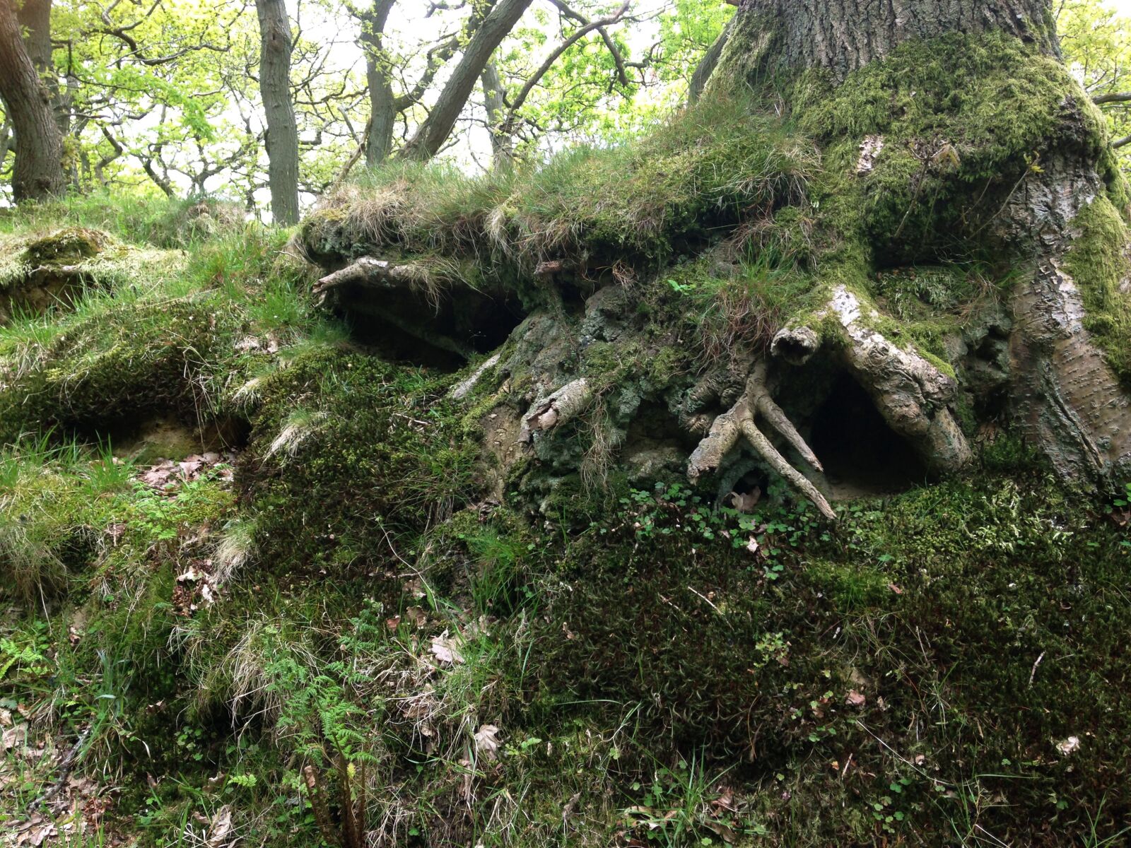iPhone 5c back camera 4.12mm f/2.4 sample photo. Moss, roots, forest photography