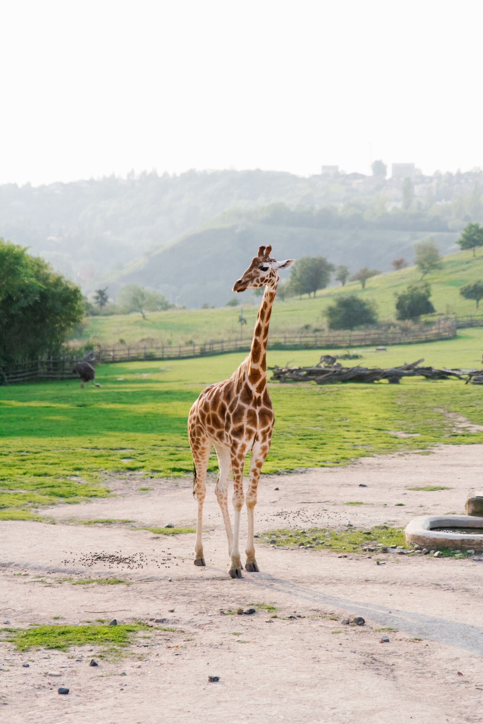 Canon EOS 60D sample photo. Prague, zoo, giraffe photography