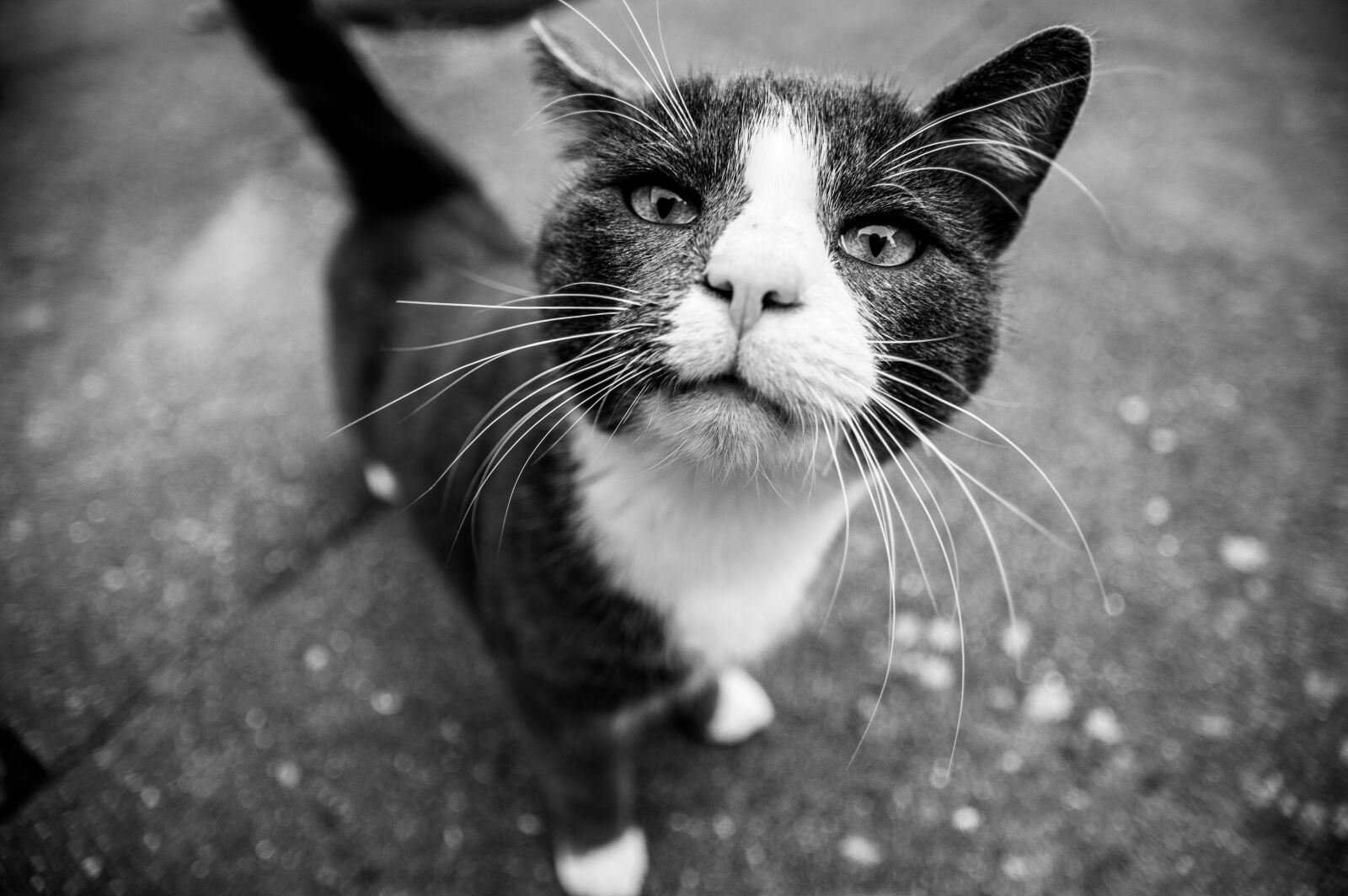 Nikon D3200 sample photo. Cat, black, white photography