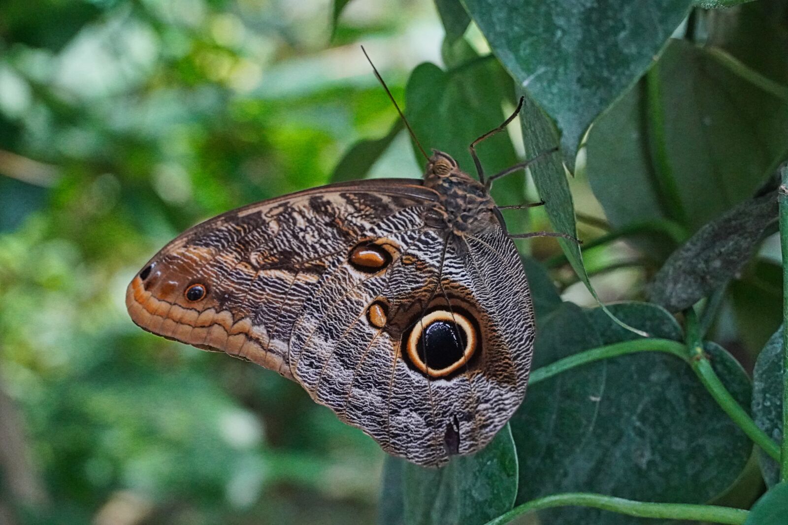 Sony a6400 sample photo. Butterfly, insect, butterflies photography