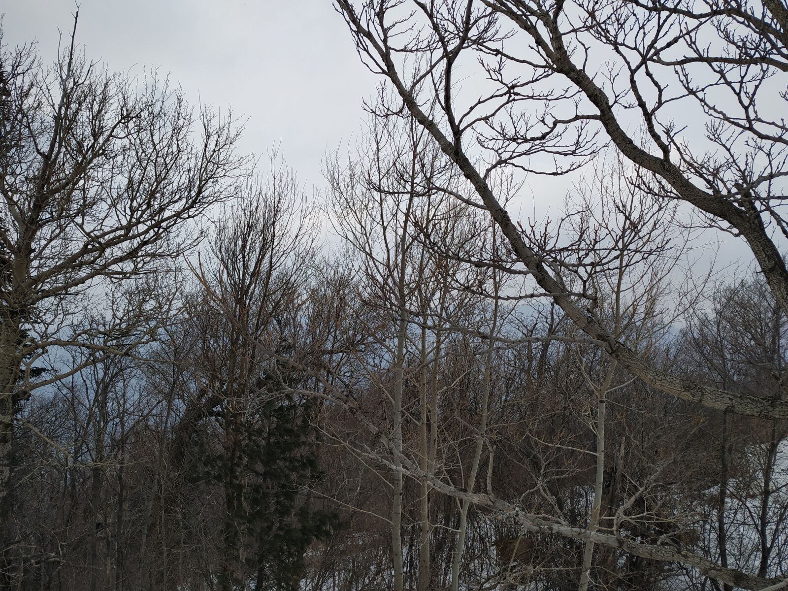 Xiaomi MI 6X sample photo. Snow village, woods, north-east photography