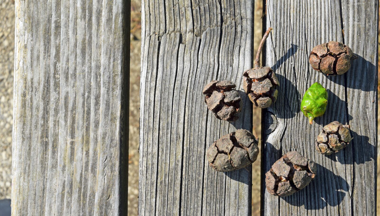 Nikon D3300 sample photo. Pine cones, view from photography