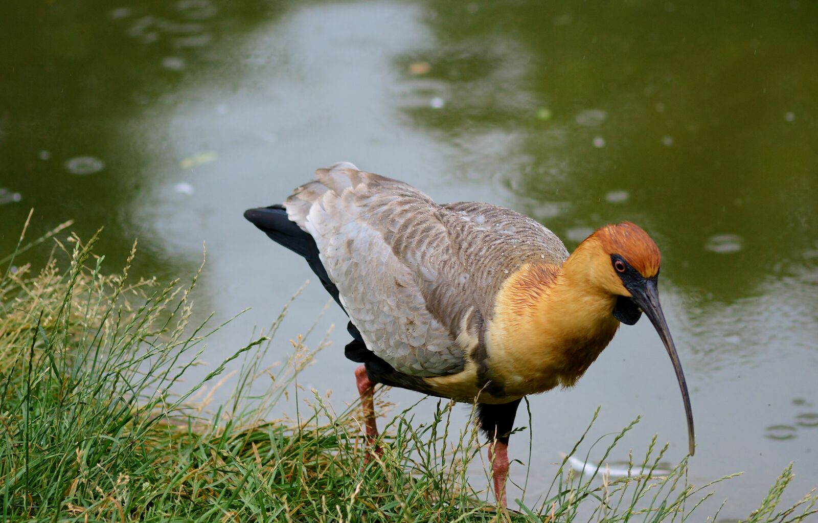 Nikon D5200 sample photo. Zoo, water bird, ibis photography