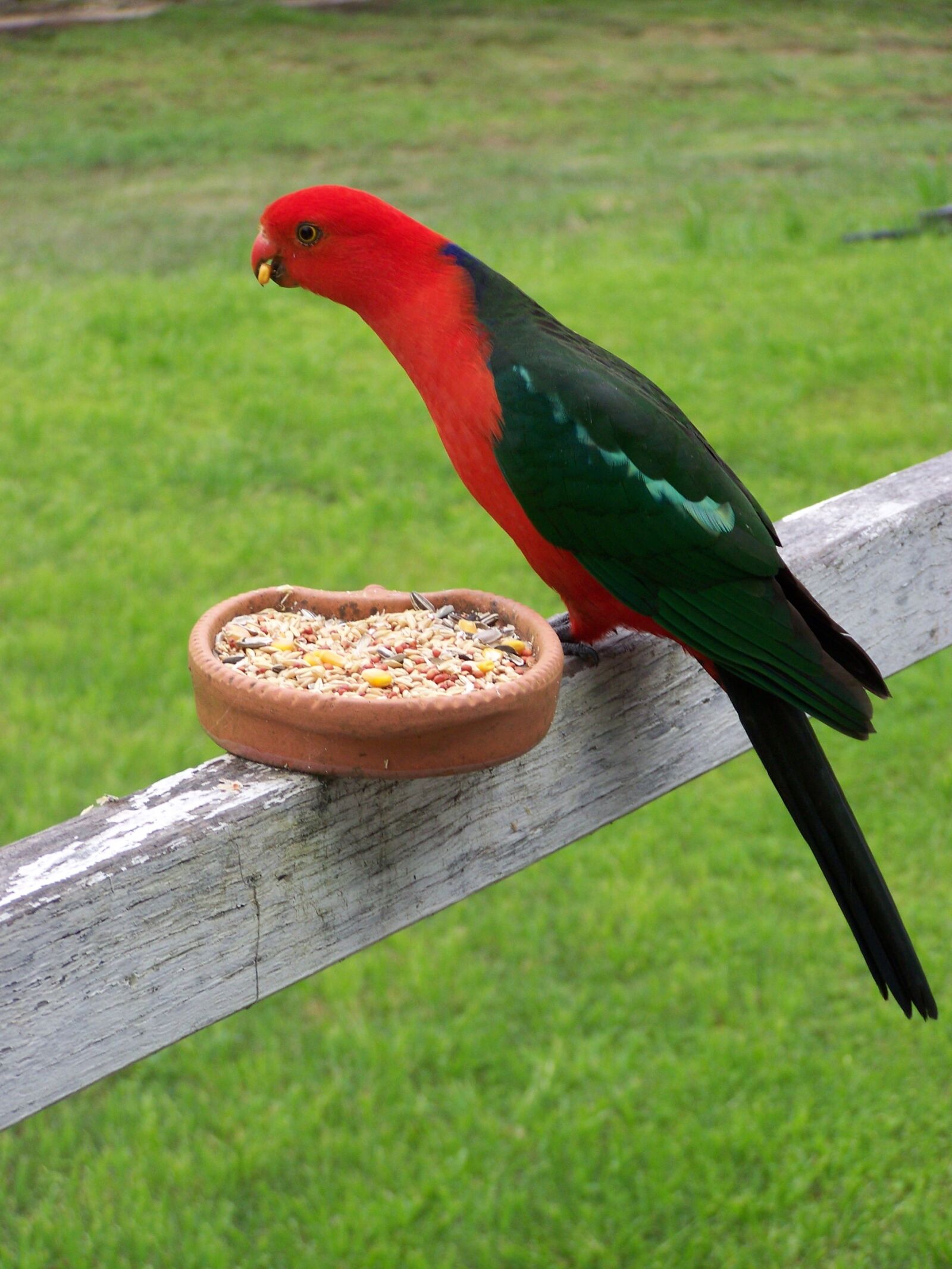 Kodak EASYSHARE ZD710 ZOOM DIGITAL CAMERA sample photo. King parrot, bird, wildlife photography