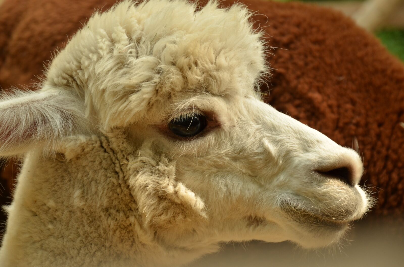Nikon D7000 sample photo. Animal, mammal, lama photography