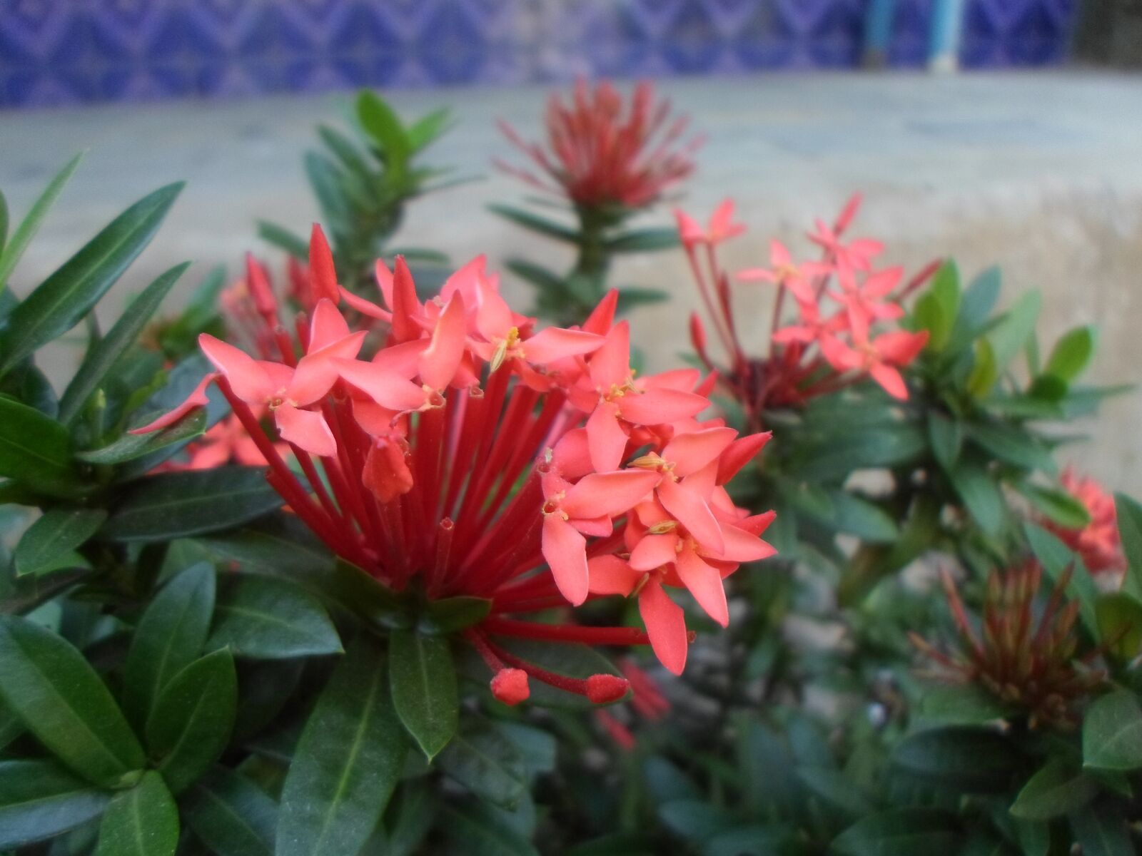 Samsung ES95 sample photo. Flower, nature, garden photography