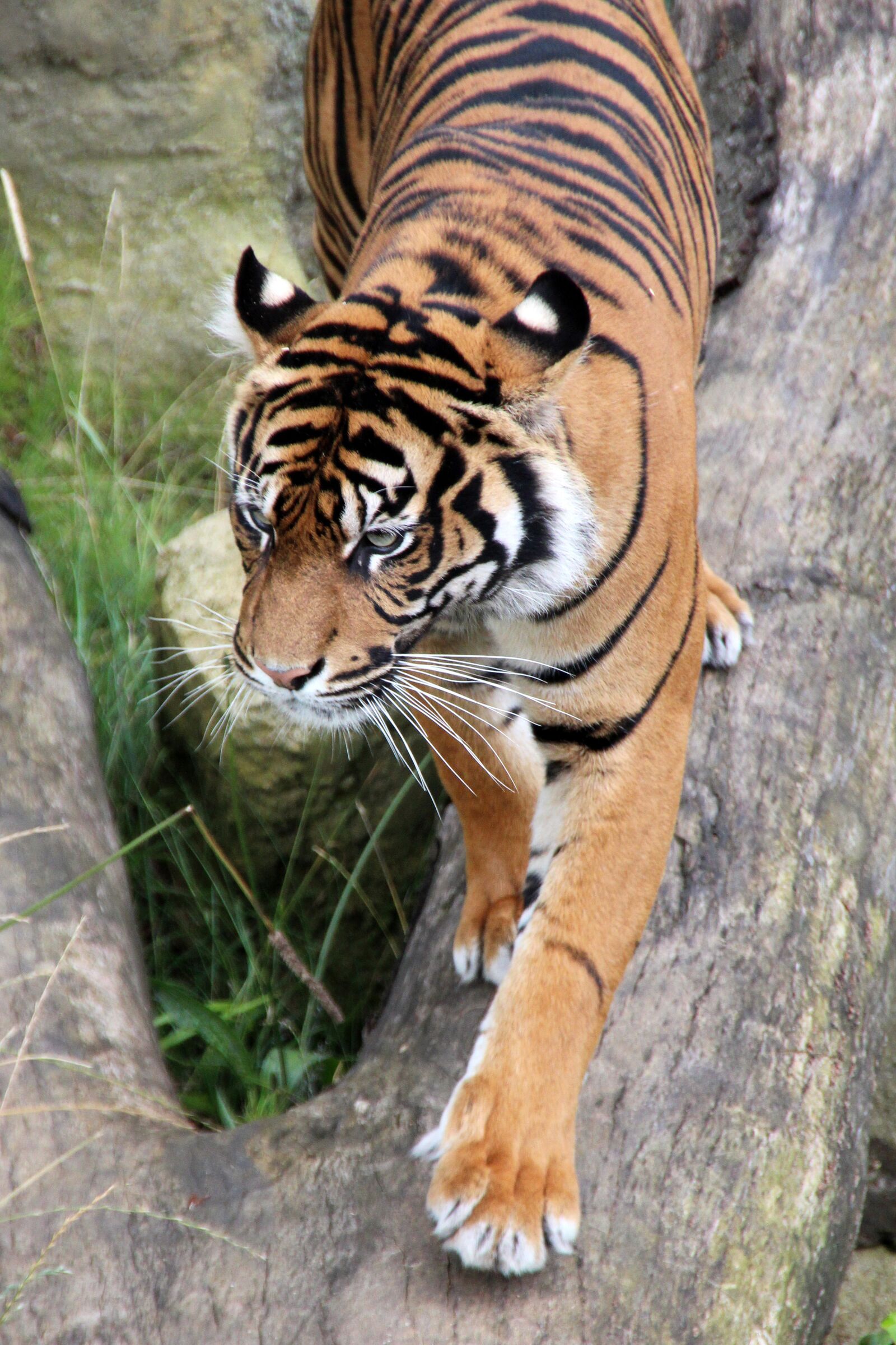 Canon EOS 600D (Rebel EOS T3i / EOS Kiss X5) sample photo. Tiger, wilderness, animal world photography