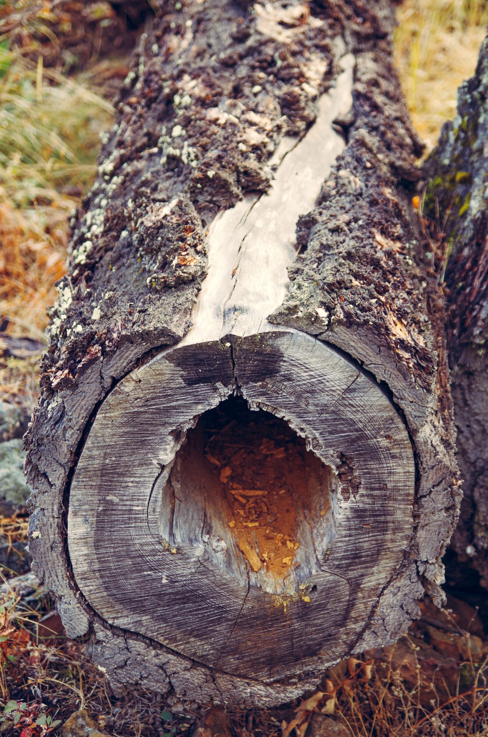 Pentax K-50 sample photo. Hollow log, log, wood photography