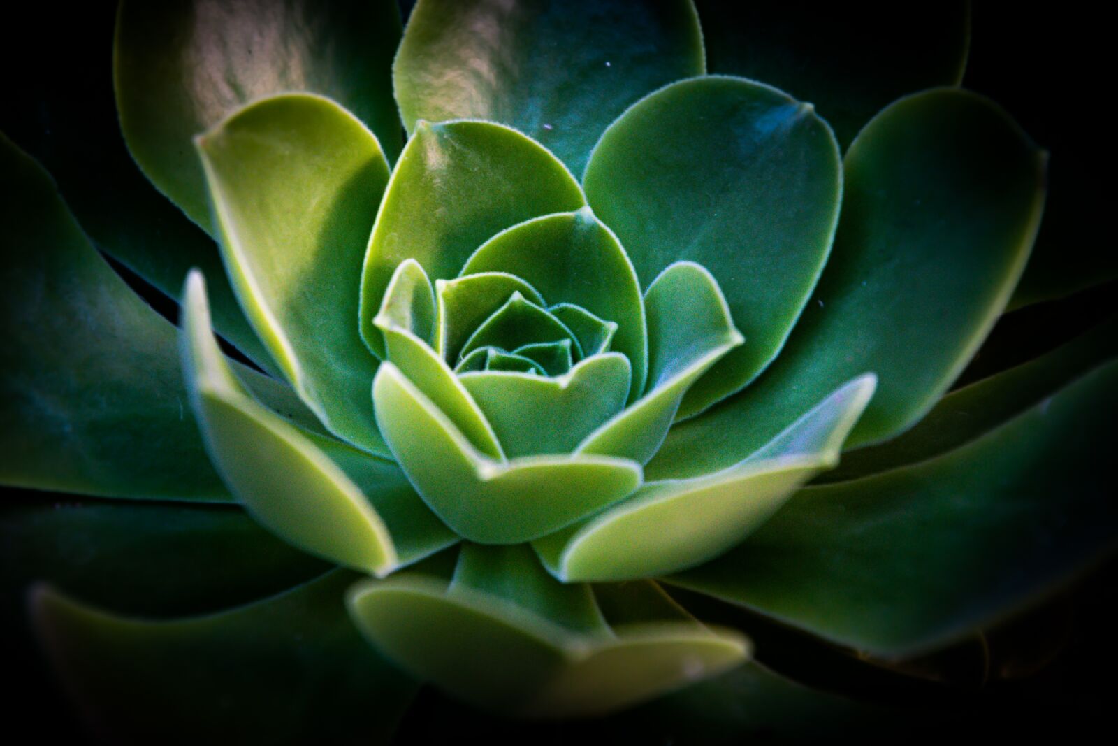 Nikon D500 sample photo. Cactus, green, nature photography