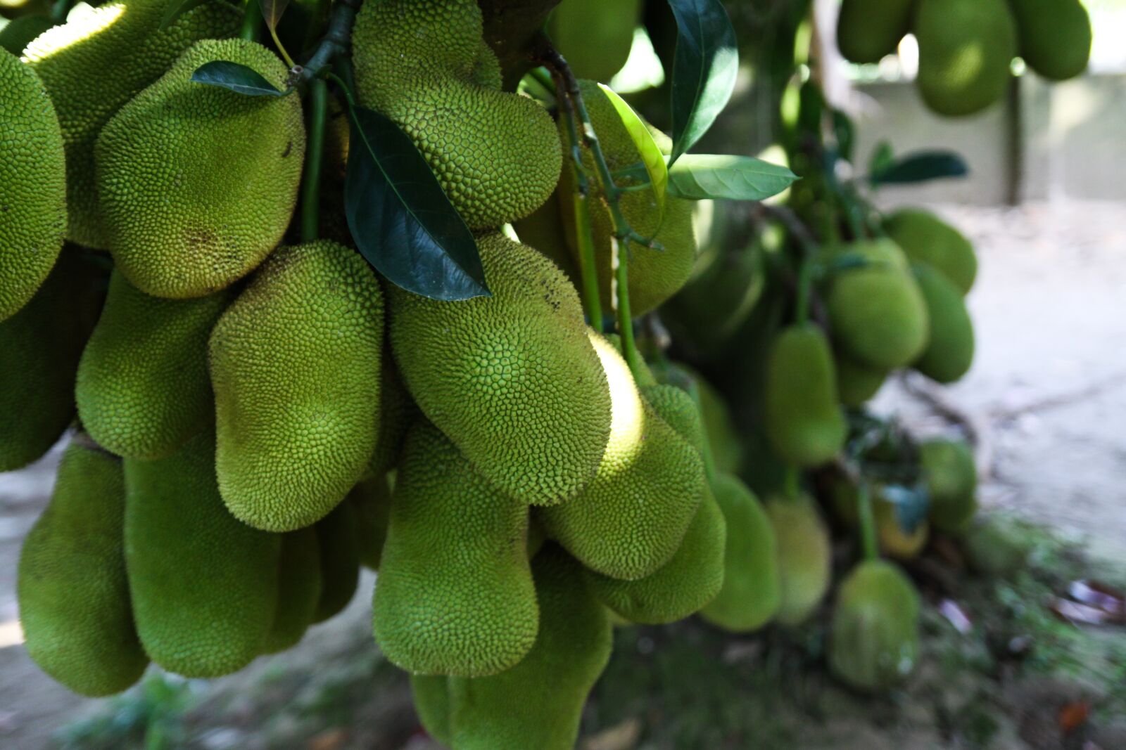 Tamron SP AF 17-50mm F2.8 XR Di II LD Aspherical (IF) sample photo. Jackfruit tree, green, tree photography