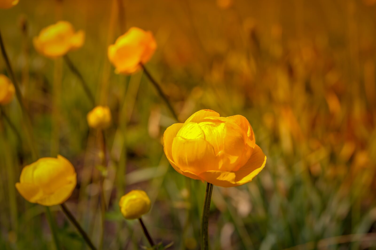 Canon EOS 550D (EOS Rebel T2i / EOS Kiss X4) sample photo. Globe flower, flowers, yellow photography