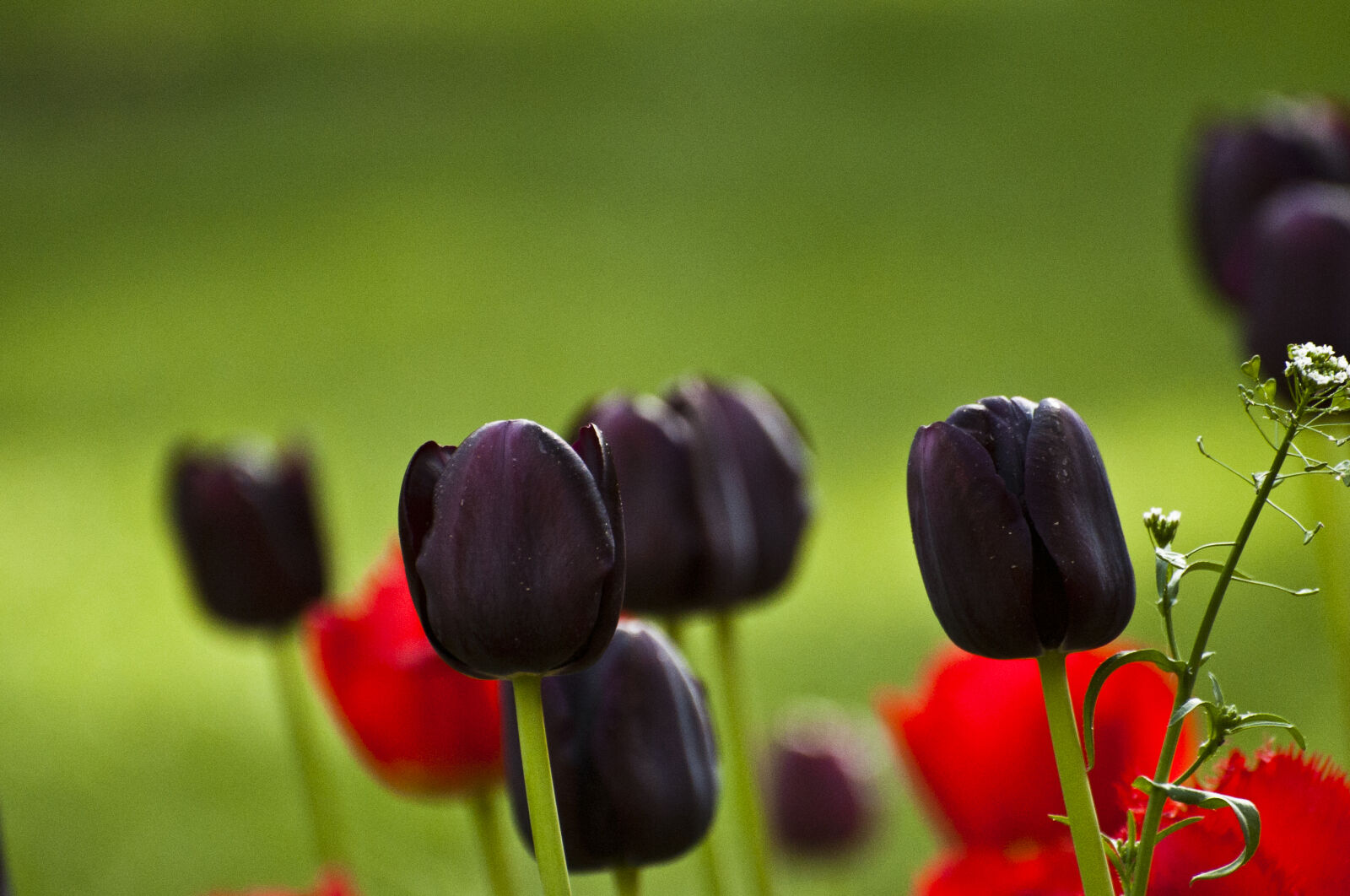 Nikon D700 sample photo. Flowers, plants, tulips, violet photography