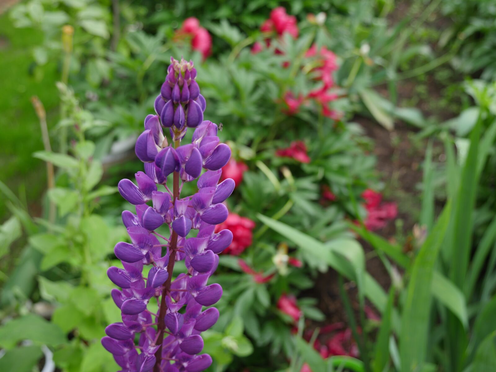 Panasonic Lumix DMC-GX8 sample photo. Lupine, closeup, purple lupine photography