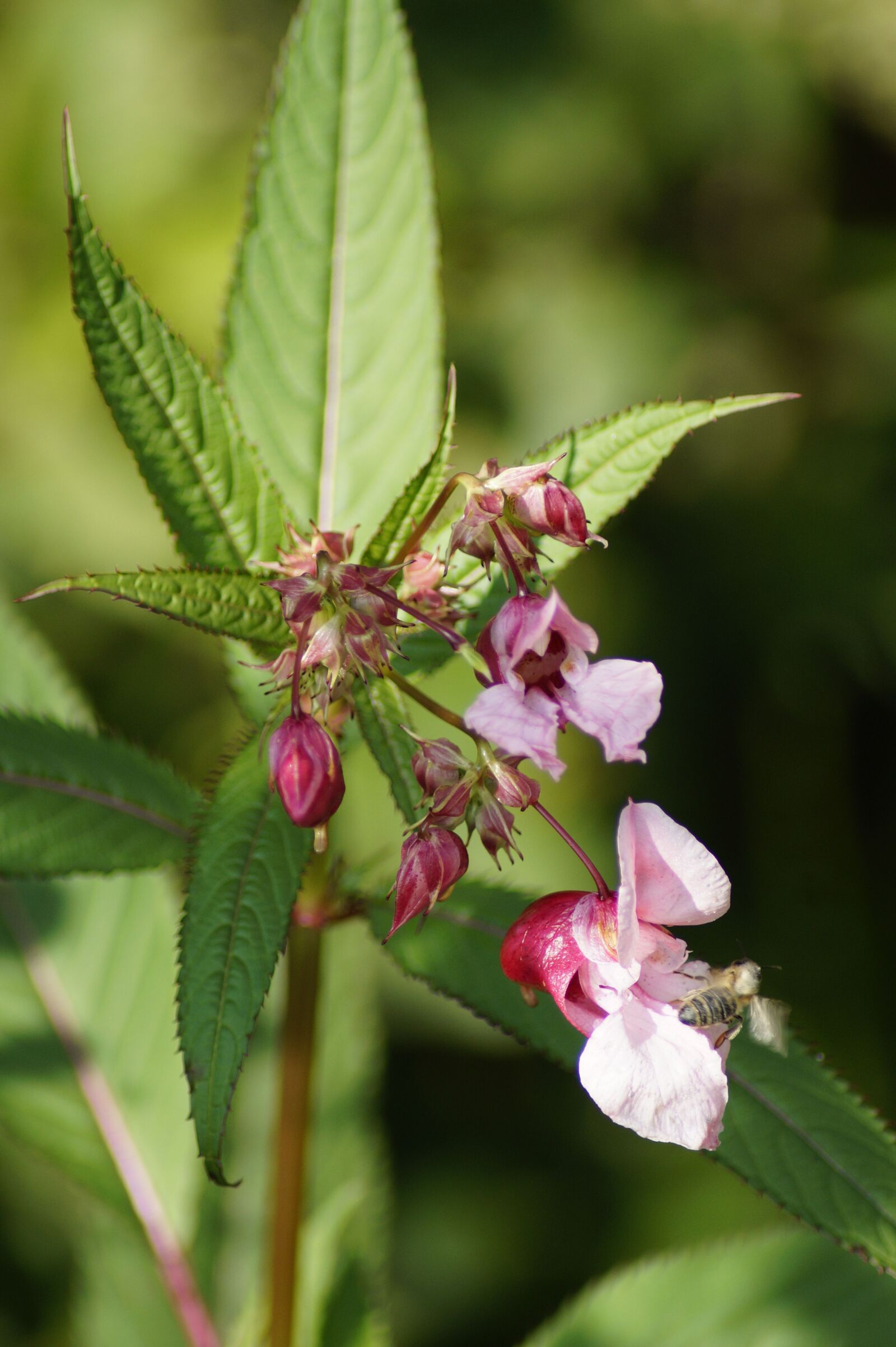 Sony SLT-A58 sample photo. Indian springkraut, himalayan balsam photography