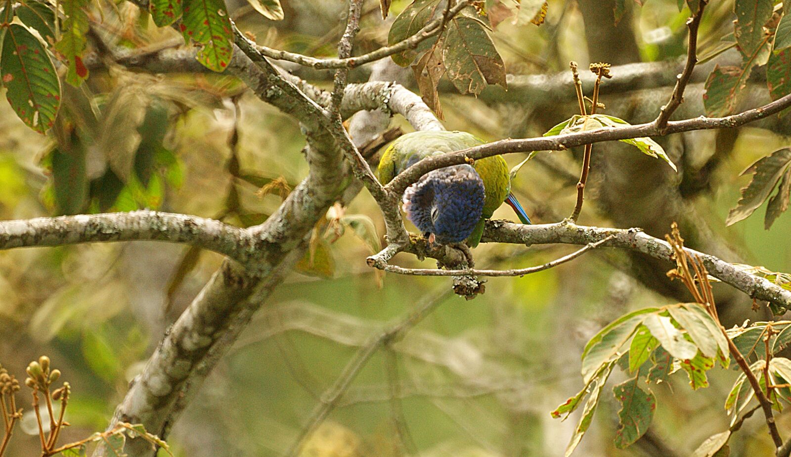 Sony Alpha DSLR-A390 sample photo. Nature, ave, animal photography