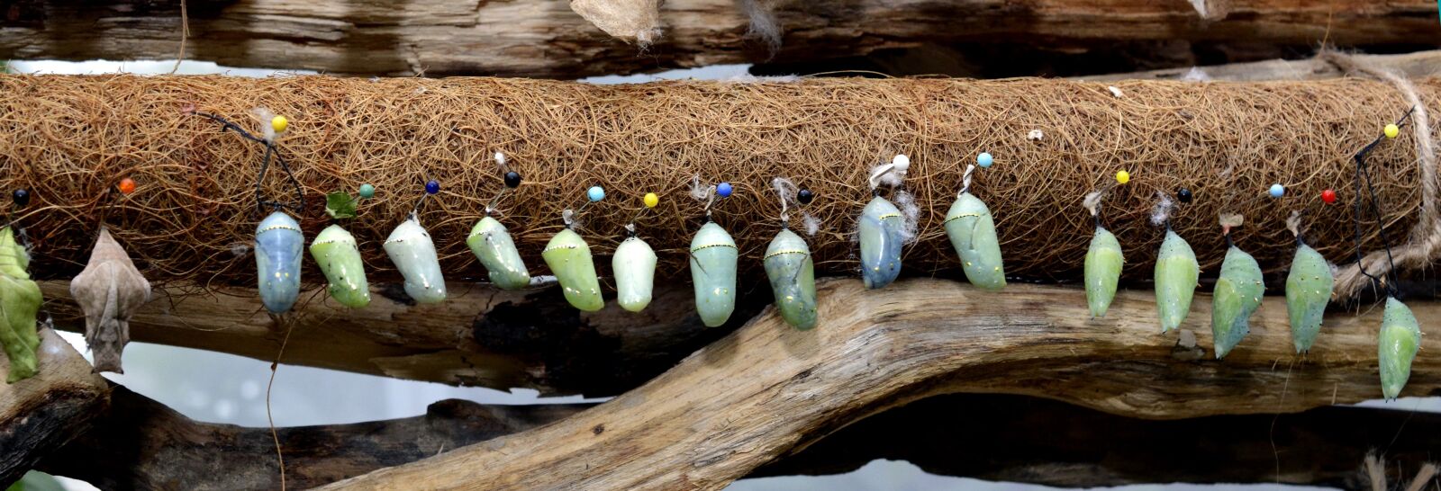 Nikon D7100 sample photo. Track, butterflies, metamorphosis photography