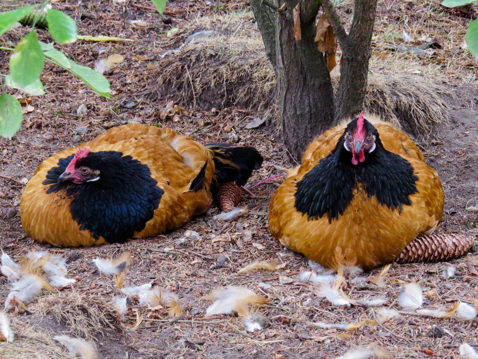 Canon PowerShot SX50 HS sample photo. Animal world, chicken, bird photography