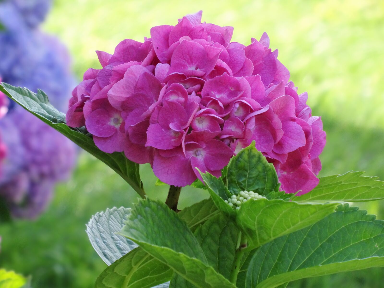 Sony DSC-HX50 sample photo. Hydrangea, pink flower, flower photography