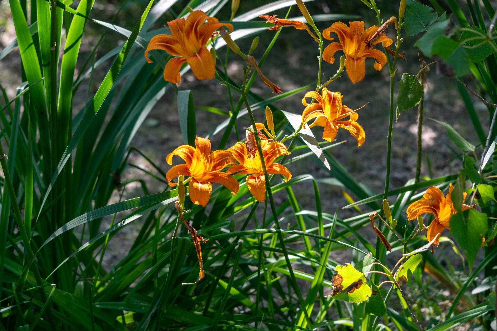 Nikon D3300 sample photo. Flower, garden, flowers photography