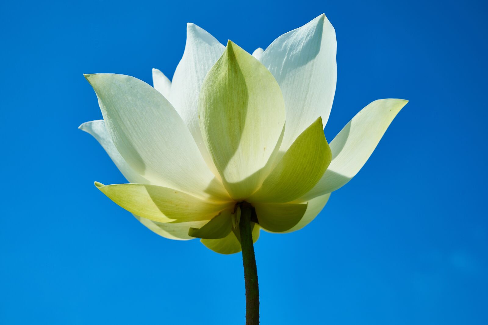 Sony a7R II sample photo. Flower, lotus, white photography